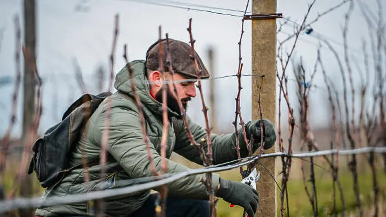 A focused man with a beard, wearing a flat cap and a green jacket, pruning grapevines in a vineyard, with the vines bare during the dormant season.