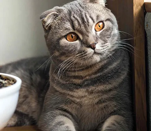A Scottish Fold cat with gray fur sits beside a bowl of food on a wooden table.