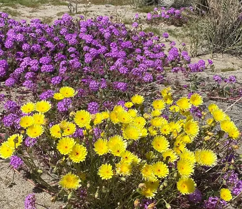 Clusters of vibrant purple and yellow wildflowers blooming in a sandy desert environment.
