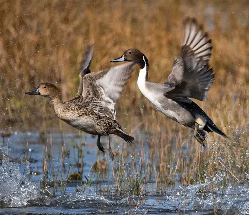 Two Northern Pintail ducks gracefully lift off from the water in a marsh, showcasing their elegant flight.