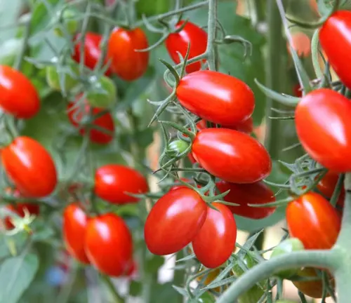 A vibrant bunch of elongated grape tomatoes attached to the vine, with a lush green leafy background in a garden setting.