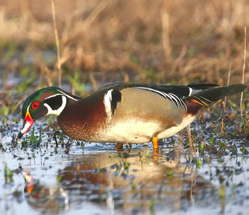 A Wood Duck in its natural habitat, standing elegantly in the water.