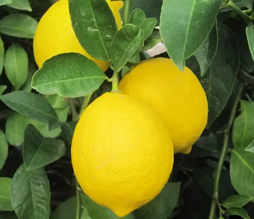 QAUZUY GARDEN Rare Yellow Lemon Seeds