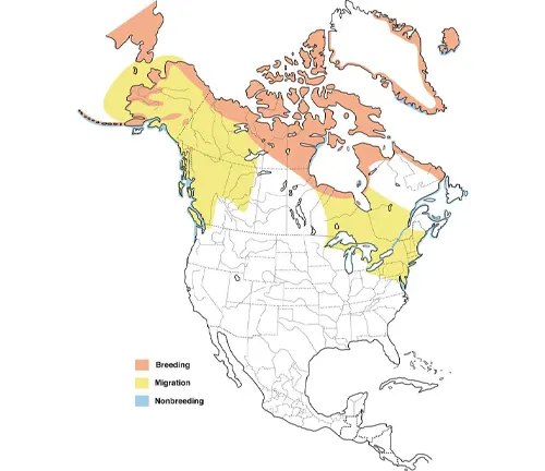 "Map of Canadian Boreal Forest showing migration patterns of Long-tailed Ducks."