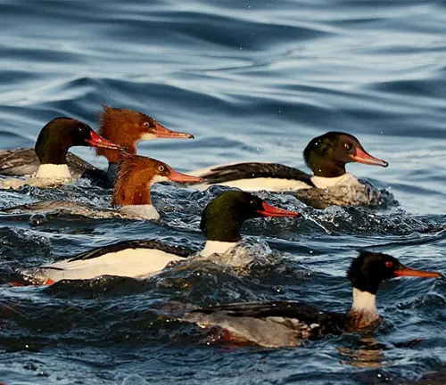  "Common Merganser Duck swimming in a calm lake with its sleek black and white feathers glistening in the sunlight."