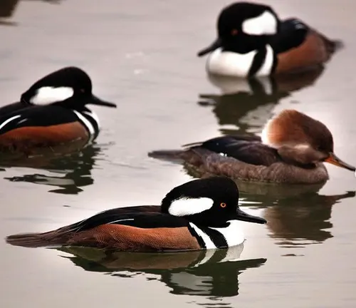 A group of four Hooded Merganser Ducks with hoods raised, gracefully swimming in the water.