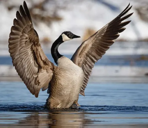 Canada Goose gracefully spreads its wings in the water.