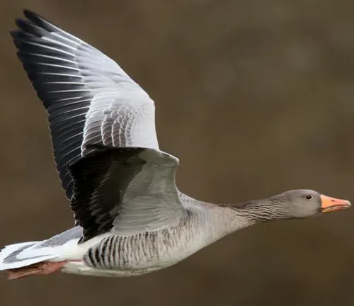 A Greylag Goose standing on a grassy field, with its grayish-brown feathers and long neck stretched out.