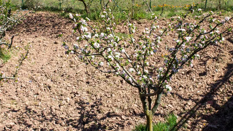 A fruit tree with white blossoms stands in freshly tilled soil, with a fence and greenery in the background, indicating a garden or orchard in early spring.