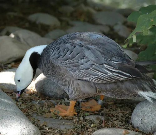 A goose feeding on rocks and leaves, identified as an "Emperor Goose".