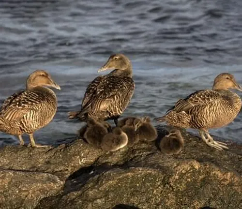 Coastal Common Eider ducks standing on a rock by the water in their natural habitat.