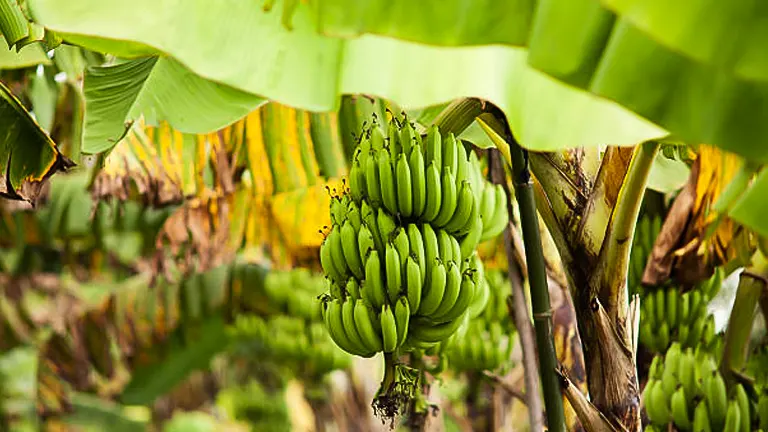 A cluster of unripe bananas hangs from a banana tree, surrounded by its large green leaves, with more banana plants visible in the soft-focus background.