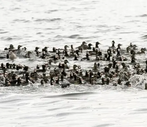 A large flock of Surf Scoter Ducks swimming in the water.
