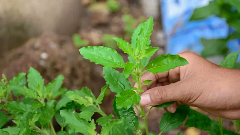 A person's hand gently touching the leaves of a young basil plant in a garden, indicating careful tending to the herb.