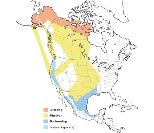 Map of North America with various bird species distribution, including Greater White-fronted Goose.