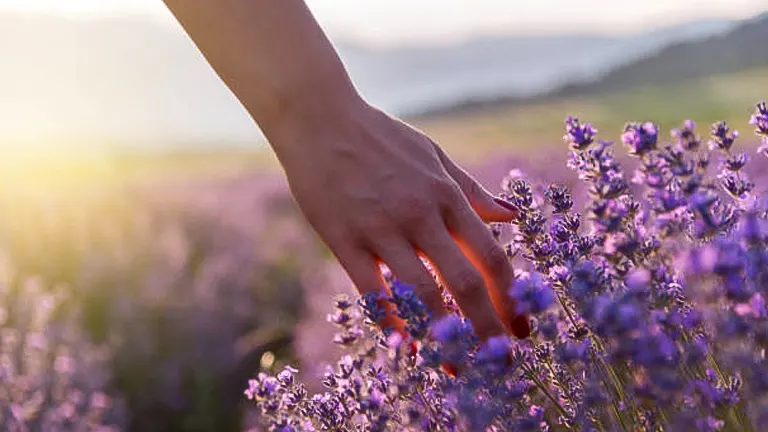 A person's hand gently touching purple lavender flowers in a field at sunset, with warm light casting a soft glow.