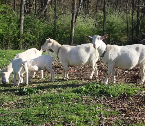 A group of Saanen goats standing in the grass, showcasing their calm temperament and behavior.