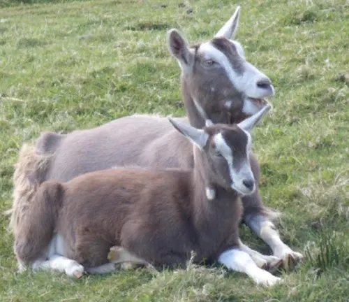 A Toggenburg goat standing on a grassy field, with a brown coat, white markings, and upright ears.