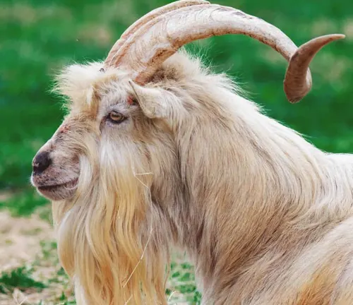 A serene Kiko goat with lengthy horns relaxing on the grass.