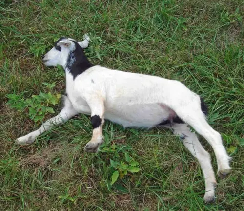 A goat lying on grass in daylight. Known as "Fainting Goat," it exhibits fainting behavior.
