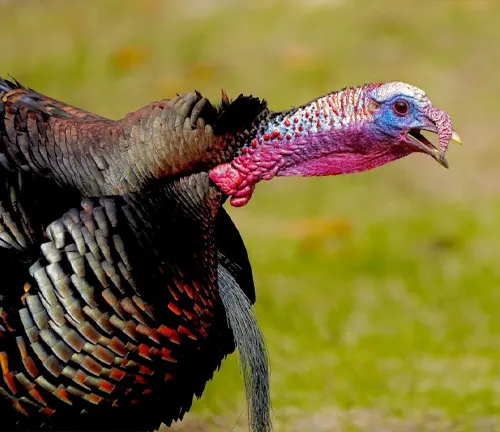 Eastern Wild Turkey with red and blue head.