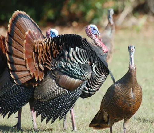 A group of Osceola Wild Turkeys engaging in courtship rituals, standing together in a field.