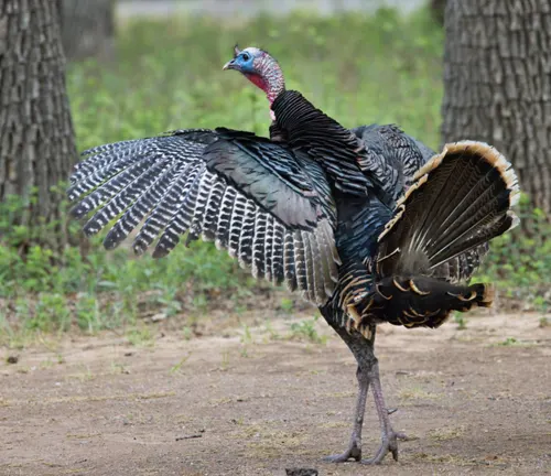Wild turkey with iridescent feathers, red and blue head, in Rio Grande region.