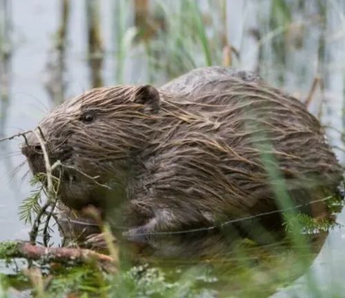 Eurasian Beaver sitting in water with head submerged.