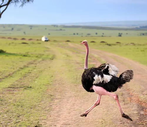 An ostrich, displaying common behavior, sprinting across a dirt road.