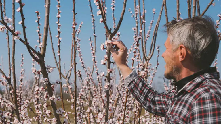 A man examining blossoming flowers on a tree branch on a clear day.