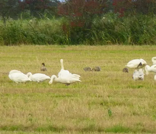 A whooper swan in its preferred habitat, a wetland area with calm waters and abundant vegetation.