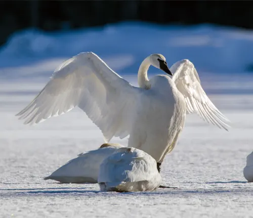 Two Trumpeter Swans standing on snow, wings spread wide, showcasing their beautiful plumage.