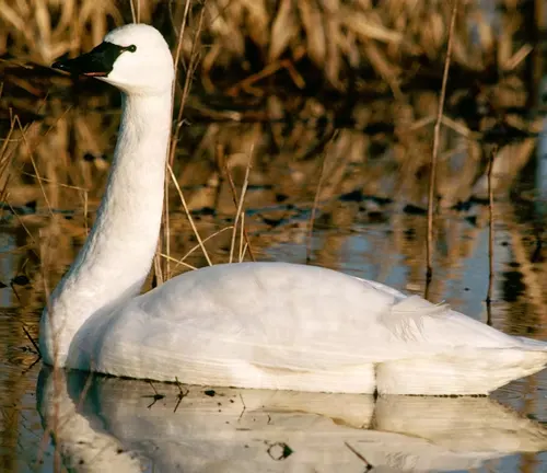A Tundra Swan, a white swan species, gracefully glides on the water's surface.