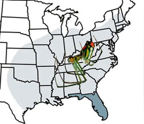 A map of the United States with a green grasshopper. Distribution: Orb-weaves Spider.