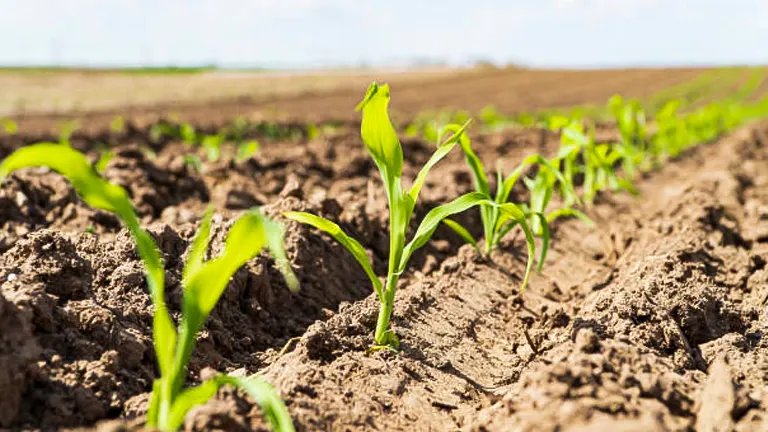 Young corn seedlings growing in neat rows in a plowed field with rich brown soil, under a bright sky.
