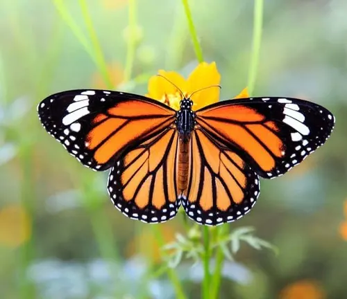 A Monarch butterfly perches gracefully on a flower in its adult stage.