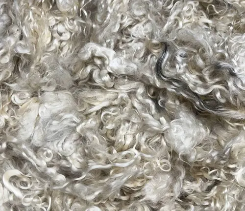 close-up view of soft, curly, white fibers, possibly symbolizing the softest fiber in the world