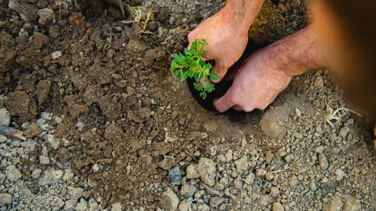 delicately planting a small green plant in fertile soil