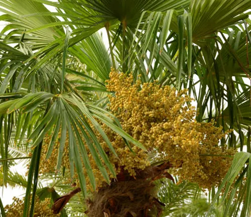 Windmill Palm (Trachycarpus fortunei)