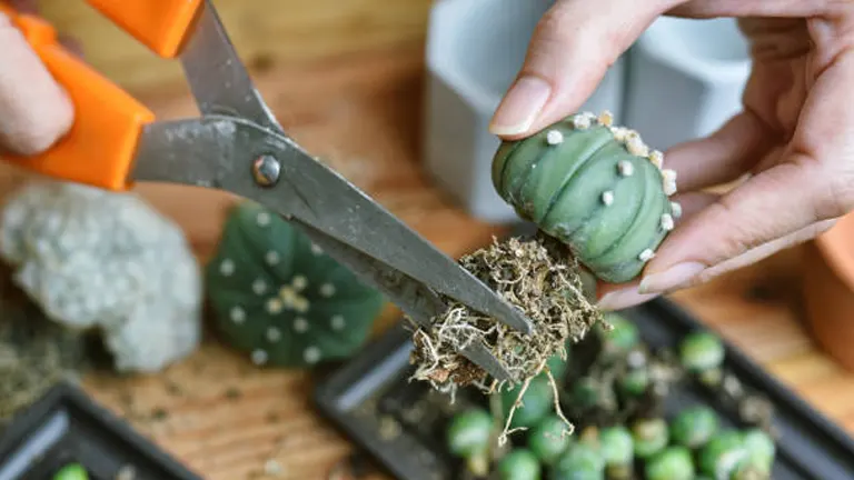 Close-up of hands using scissors to trim the roots of a small cactus with propagated seedlings in the background