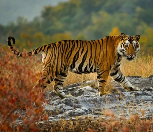 A Bengal tiger gracefully striding across a wild field, showcasing its majestic physical characteristics.