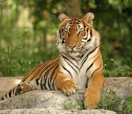 A majestic Indochinese tiger perched on a forest rock, showcasing its powerful presence in nature.
