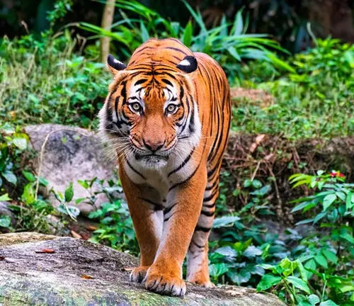 A Malayan tiger gracefully walking on a jungle rock.