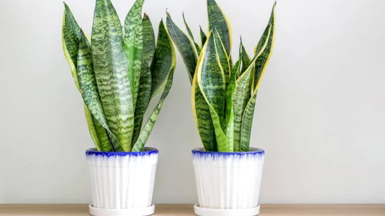 Two snake plants with tall, variegated green leaves in matching white and blue decorative pots on a wooden shelf against a light grey wall.
