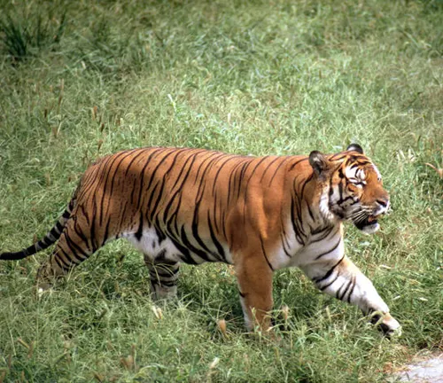 An elegant South China Tiger leisurely walks amidst the grass in a field.
