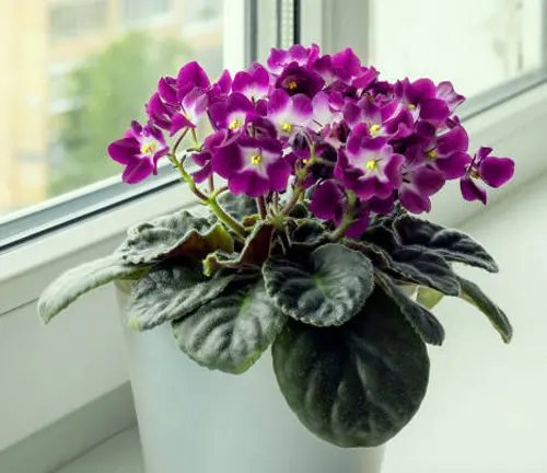 A vibrant purple African violet with lush green leaves in a white pot, perched on a windowsill with diffused daylight.