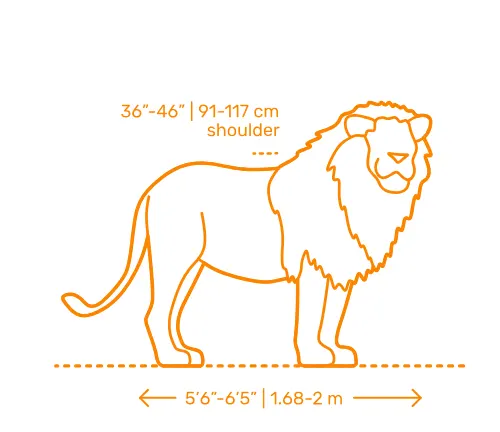 A simple lion drawing with easy step by step guides - Craft-Mart