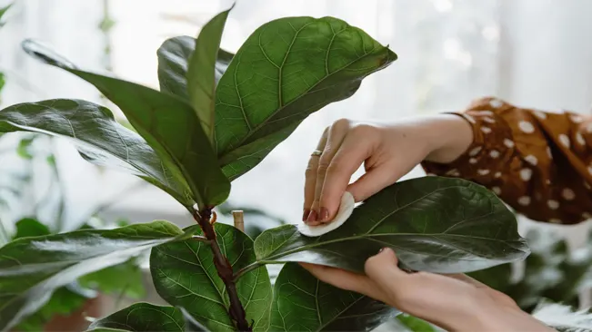 Person gently wiping dust off the broad green leaves of a houseplant for care and maintenance