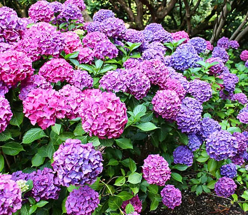 A vibrant garden with blooming purple and pink hydrangeas.
