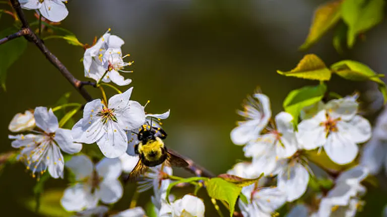 A bumblebee pollinating the delicate white blossoms of an apple tree on a bright day.

